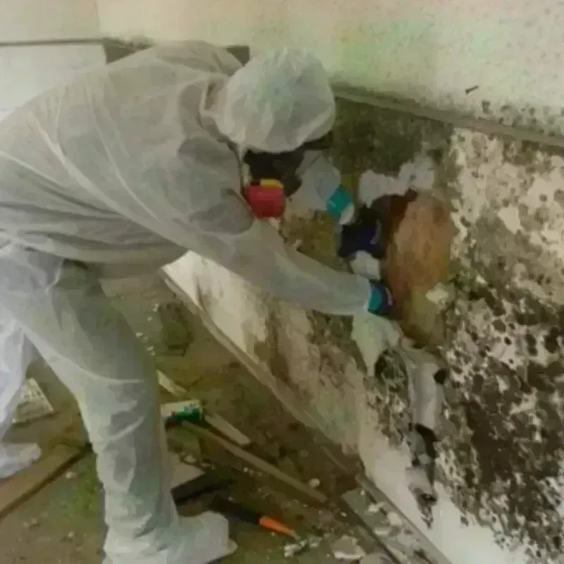 Mold Remediation and Removal in Gaston, NC